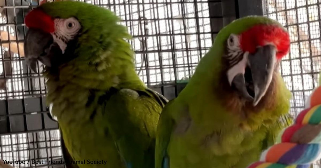 Watch These Adorable Parrots Enjoy Their Tropical Showers at Parrot Garden