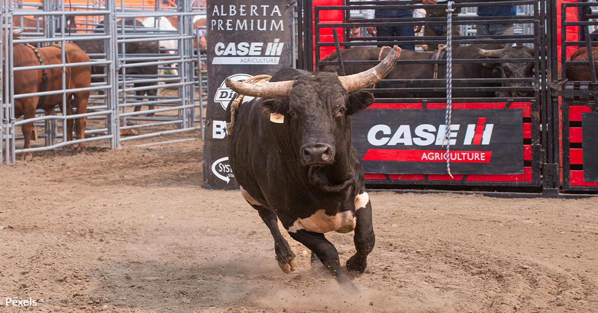 Animal Injuries From Rodeo Bull Breaks Free Injures Five at Rodeo Sparks Animal Rights Outrage ...