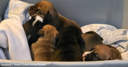 A cozy group of puppies snuggled together in a soft blanket.