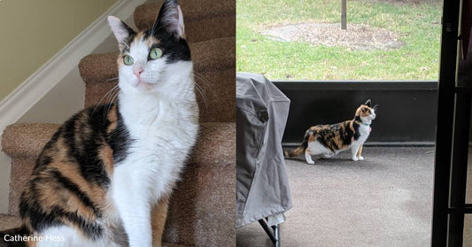 Traveling Calico Cat Enjoys Watching Different Wildlife From Car or House Windows