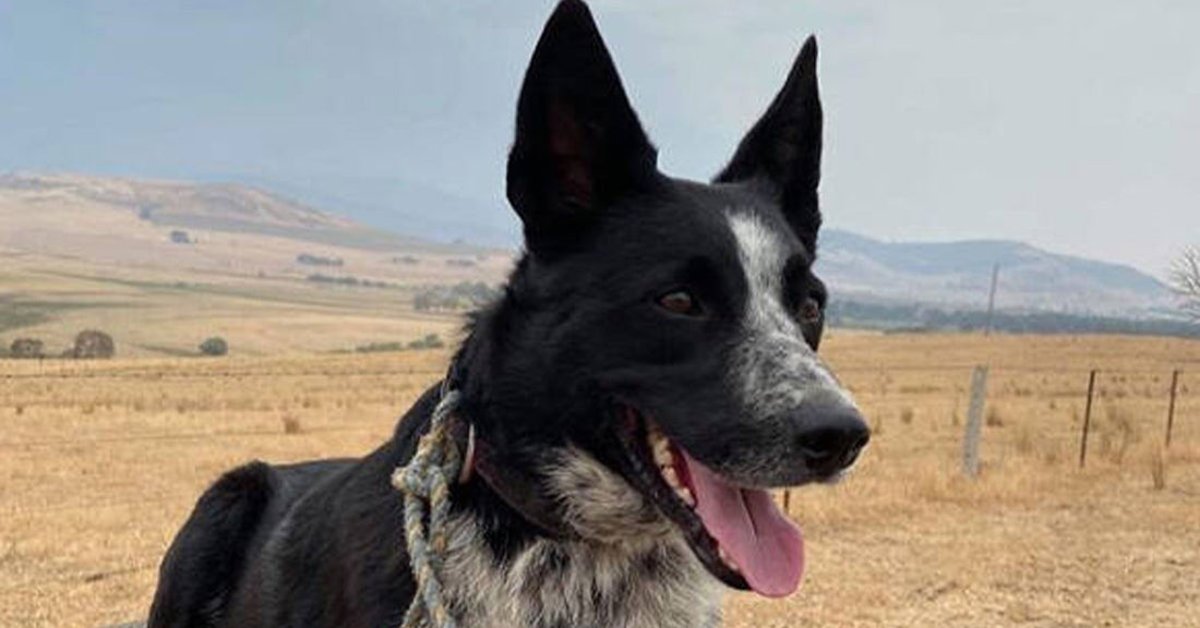 Patsy the Wonder Dog Saves Sheep During Australian Bushfire Crisis