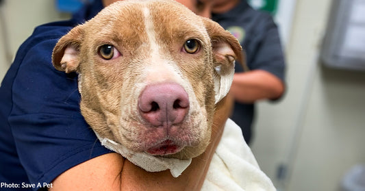 Dog Arrives at Alabama Shelter in Immense Pain from Severely Embedded Collar