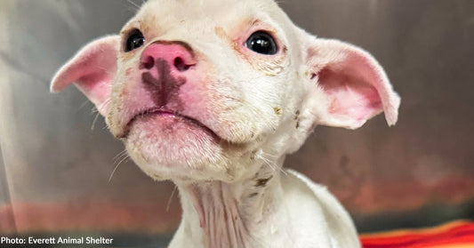 Help Emaciated Puppy at Death's Door Survive and Thrive