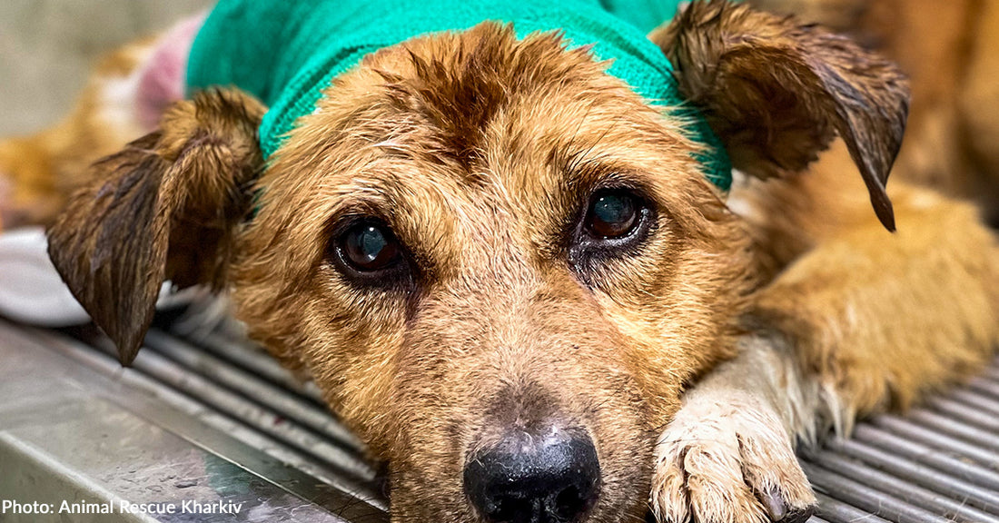 Wounded Dog Found Near Death in Ukraine Needs Your Help to Survive