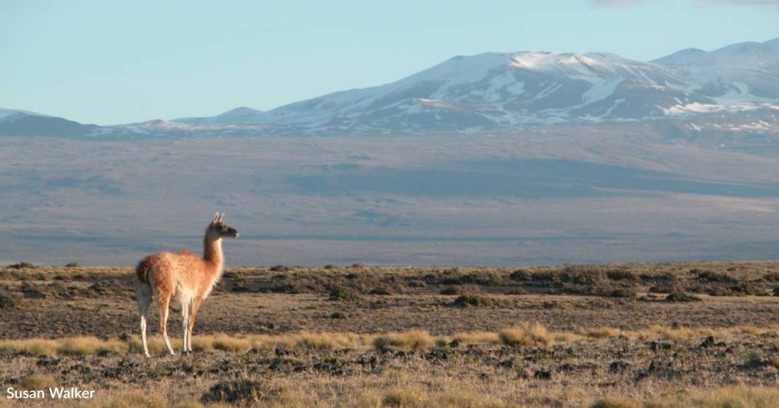 You've Helped Us Protect Habitat for Endangered Species in Argentina, But We're Not Done Yet