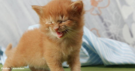 Kitten Runs Up to Picnickers, Steals a Drumstick, and Bolts Away