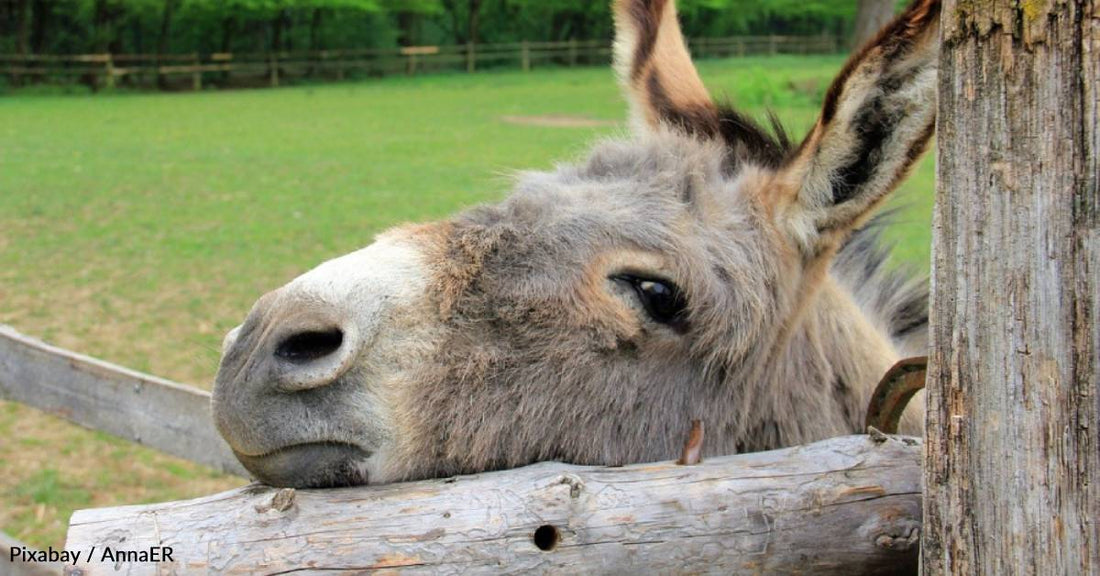 Woman Rescues Discarded Donkey Who Follows Her Around 'Like a Puppy'