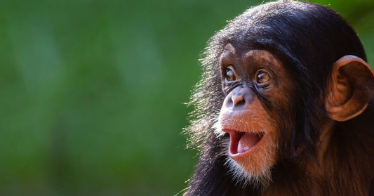 Close-up of a young chimpanzee with its mouth open against a blurred green background.