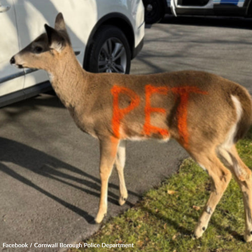 Protect Wildlife From Illegal Captivity And Human Neglect