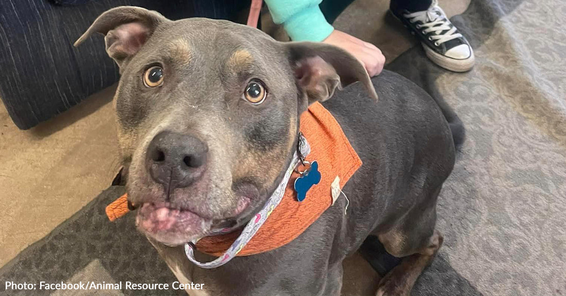 Pennsylvania Shelter Dog Finally Finds Her Person After 7 Years In Shelter