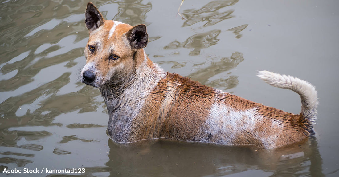 When Disaster Strikes: The Importance of Preparing for Floods and Their Impact on Pets