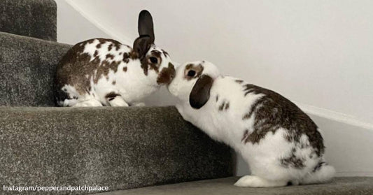 After Being Adopted During COVID, This Pair of Bunnies Has Given So Much Love Back to Their Parents!