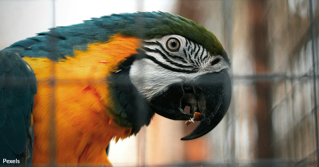 Pepper the Foul-Mouthed Parrot Finds a New Home After 400 Applications