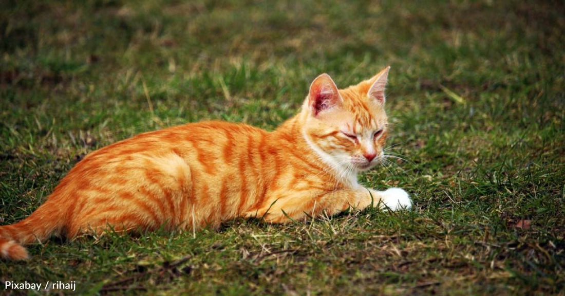 Stray Kitten Falls Into Lap of Woman Living Without Pets for the First Time in Years