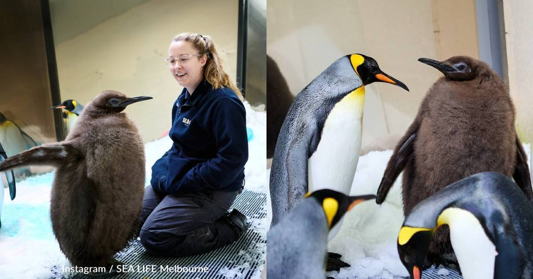 Giant Penguin Chick Wins Hearts, Extra Fish, And a Gender Reveal Party