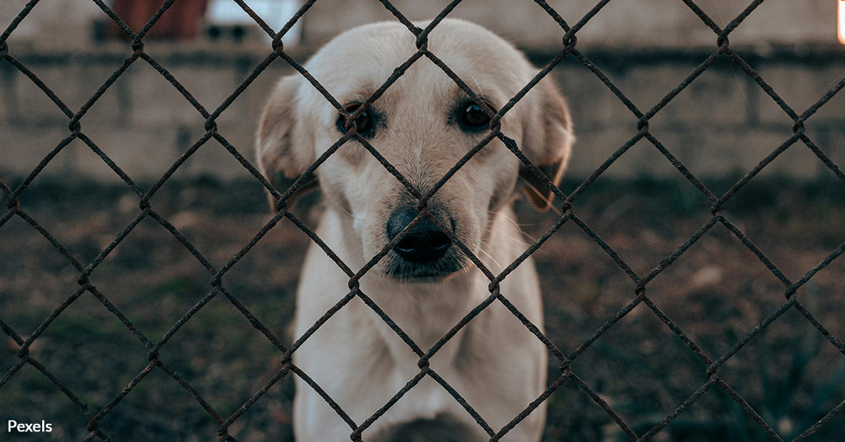 Rescue Dogs Face Euthanasia after Abandonment at Los Angeles Kennel ...