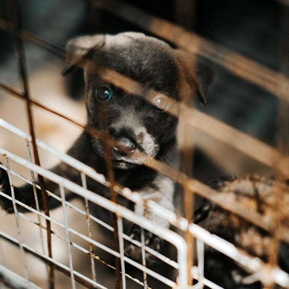 Stop Hiding Dog and Cat Breeder Records From the Public