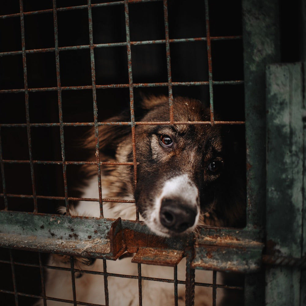 A sad-eyed brown and white dog peers through rusty metal cage bars in a dim animal shelter.