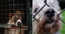 On the left, a brown and white dog peers through rusty cage bars; on the right, a shaggy dog presses its nose through a chain-link fence.
