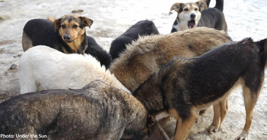 Pet Food is Starting to Reach Devastated Areas in Ukraine