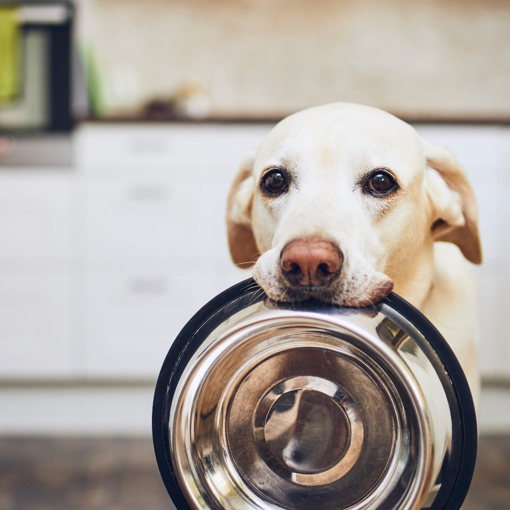 A yellow Labrador Retriever holds an empty stainless steel food bowl in its mouth while looking up expectantly in a kitchen.