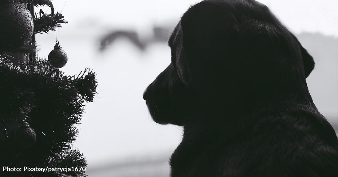 Christmas Trees With Photos Of Pets Who Have Passed Away Discovered Along Trail In Canada