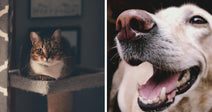 A tabby cat lounges on a platform beside a smiling dog's close-up face.