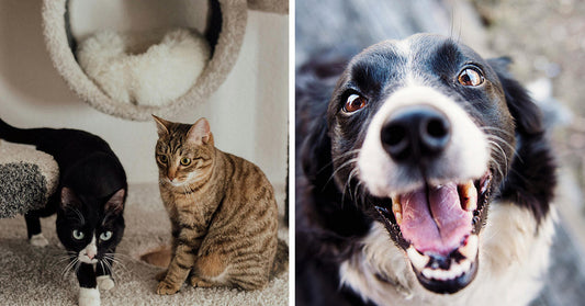 Two cats beside a cozy pet bed and a close-up of a smiling dog.