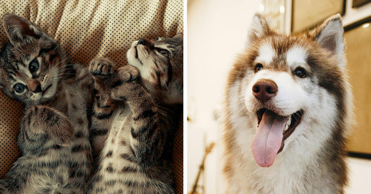 Two playful kittens lying together on a patterned surface, beside a smiling dog.