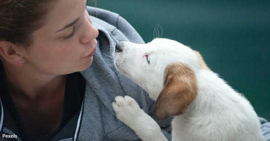 Determine the Sex of A Baby Puppy or Kitten By Looking At Its Paws