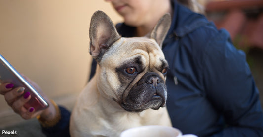 Pet-Sitting Apps: Convenience or Risk for Your Furry Friends?