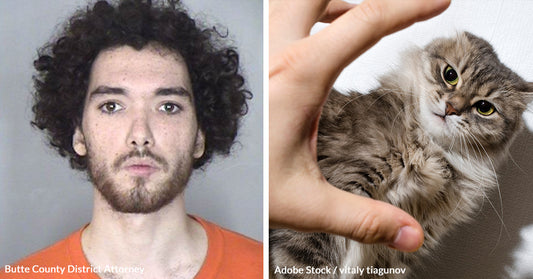 Texas Man Faces Maximum Jail Time for Fatal Abuse of Friends Pet Cats in California