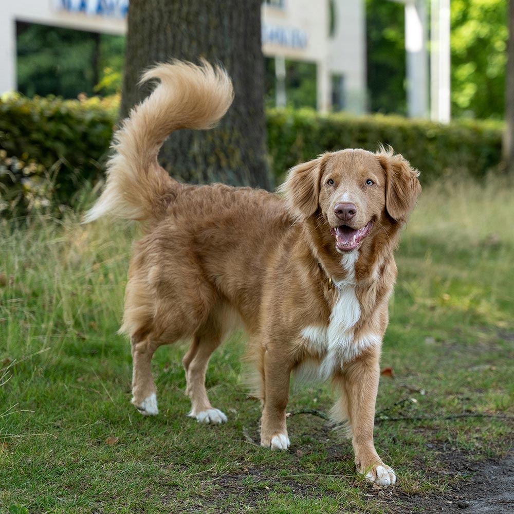 Stop Basement Butchers—Call For A Federal Ban On Tail Mutilation
