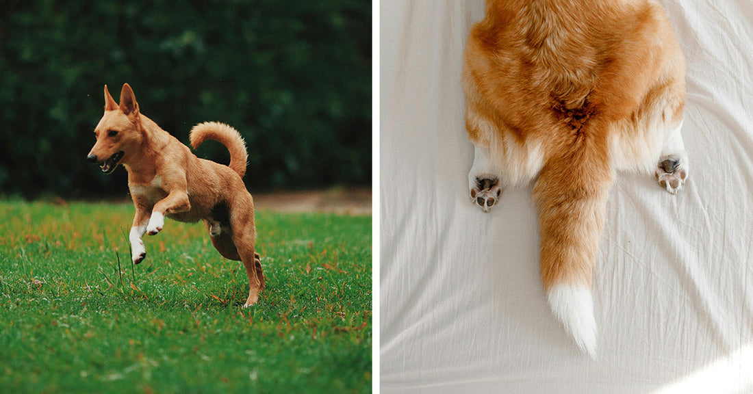 Unnecessary Tail Docking Surgeries Mutilate Healthy Pups for Vanity