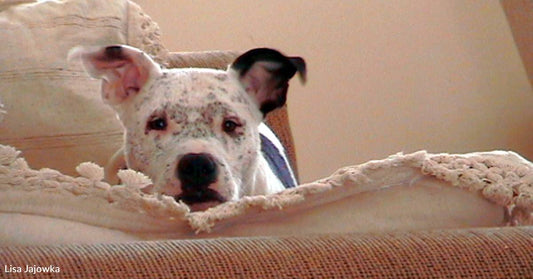 On First Day of Volunteering at a Shelter, Woman Falls for Stinky Dog with Skin Issues