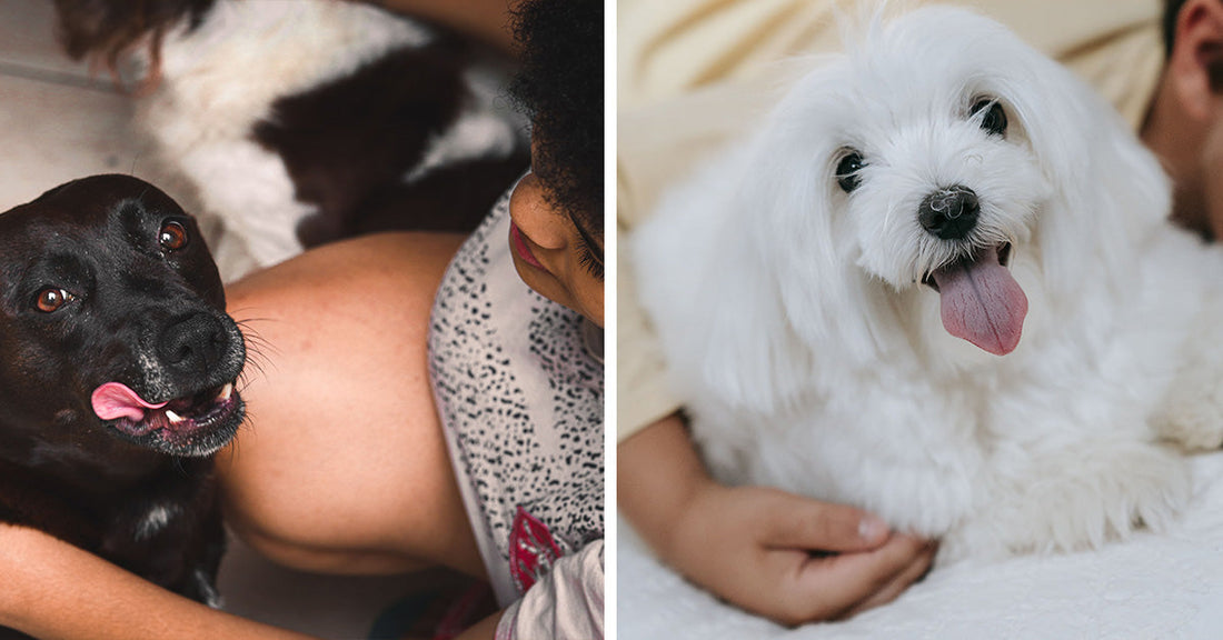 Split image showing a black dog beside a child on the left and a fluffy white dog with its tongue out on a bed on the right.