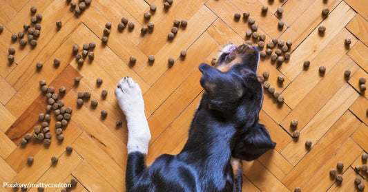 Do Dogs and Cats Get Tired of Eating the Same Thing Every Day?