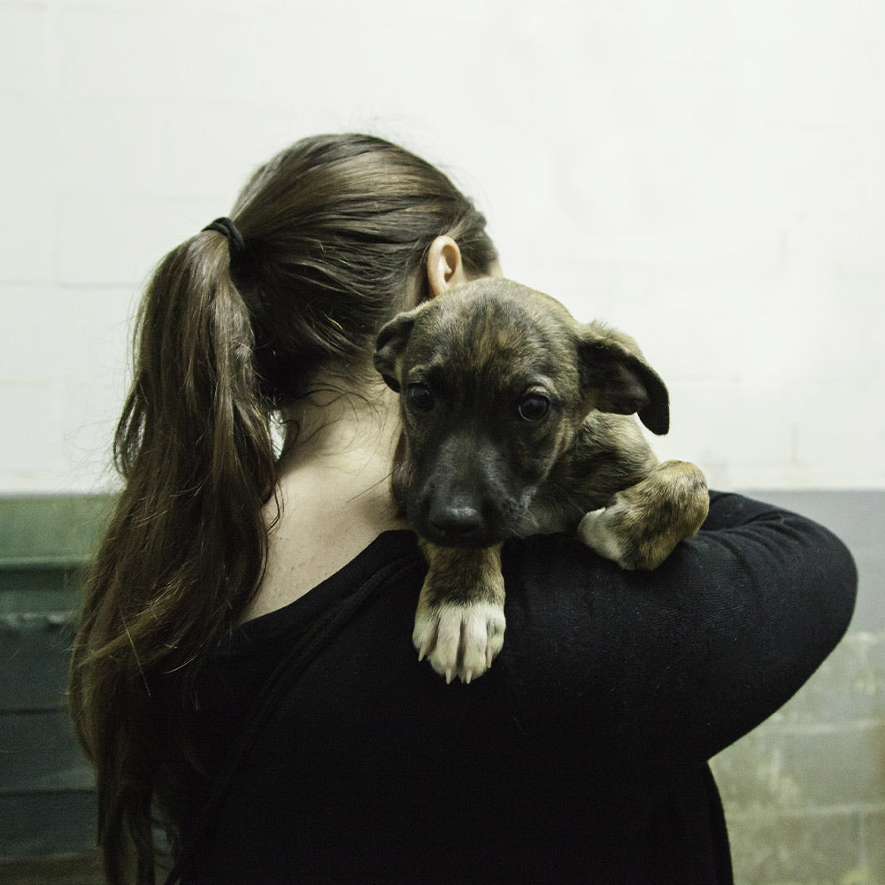 Protect Pets In Domestic Violence And Emergency Housing Moves
