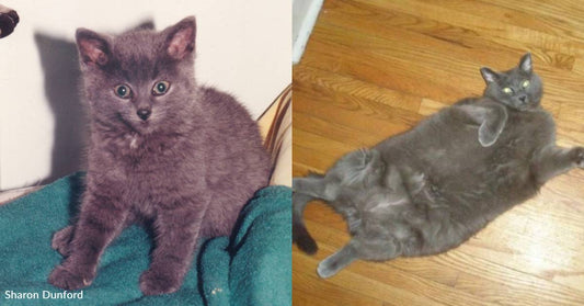 Most Adorable Kitten' Turns Into Hefty 20-Pounder, Spends Life Helping Human with Depression