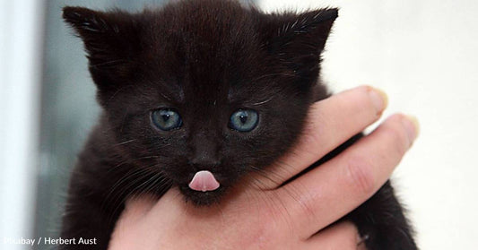 Litter of Kittens Waltzes its Way Into Stranger's Home