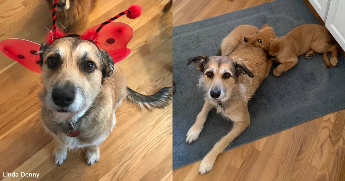 Woman Decides to Volunteer at Shelter, Immediately Has a Foster Fail ...