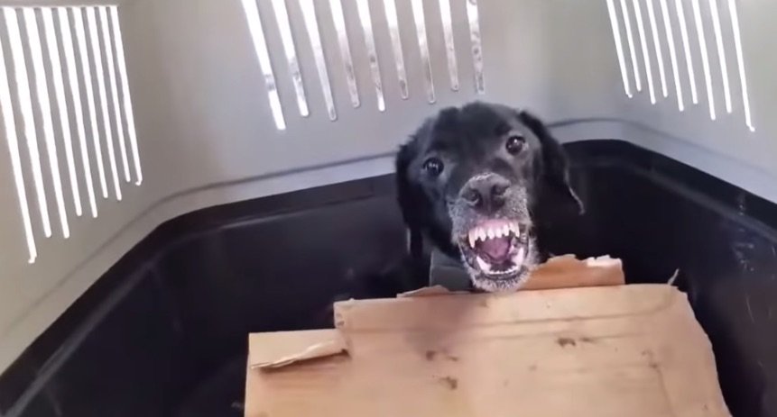 Dog Gives In To Hugs For The First Time After Being Rescued From His Aggressive Owner