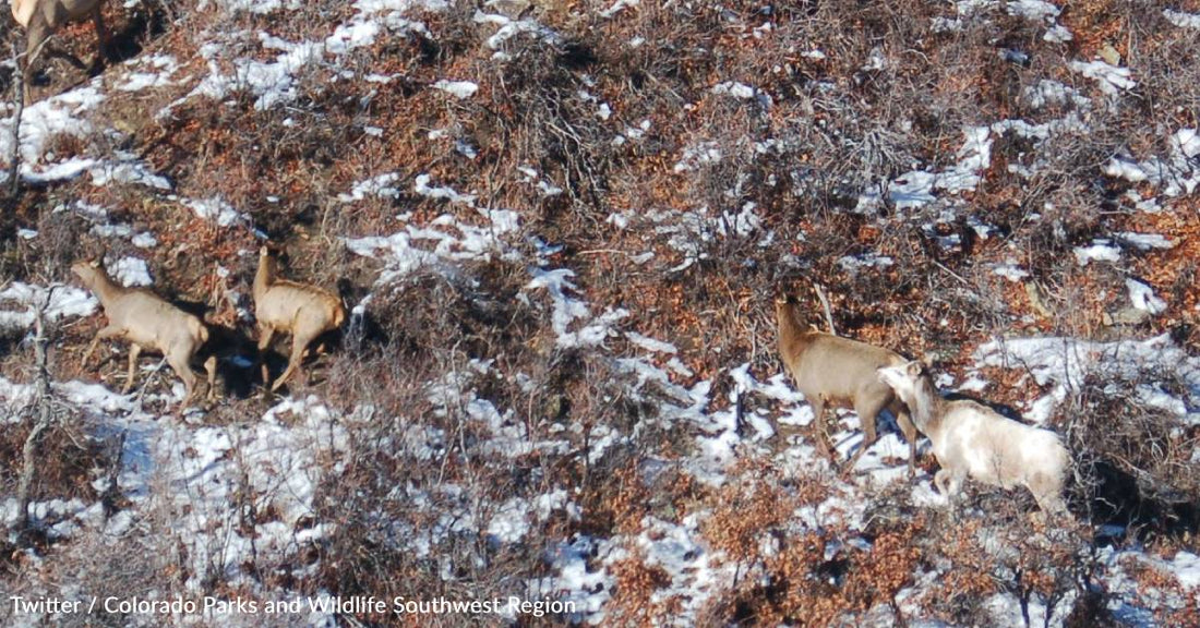 Colorado Parks and Wildlife Shares Photos of Rare Piebald Elk Spotted During Survey