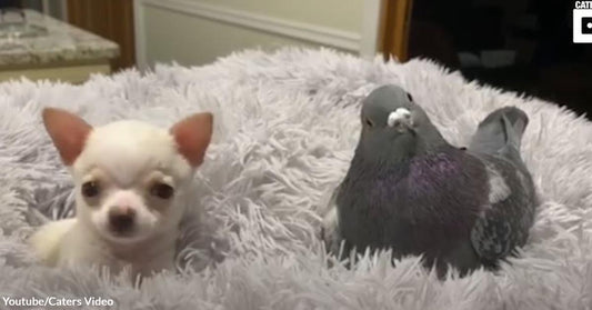 Flightless Pigeon and a Chihuahua with Special Needs Built The Most Adorable Friendship