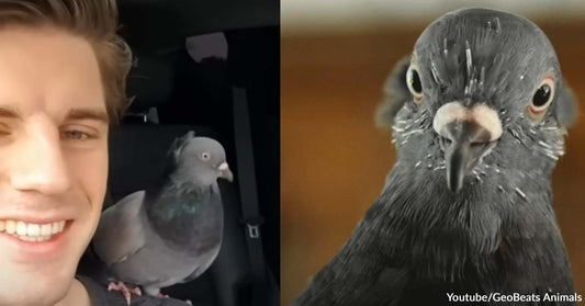 A Man Received a Precious Pigeon from His Dad, and It Became His Best Bud