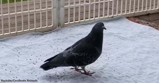 Flightless Pigeon Finds Happiness in the Company of Dogs