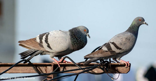 New Research Shows Pigeons Solve Problems the Same Way Artificial Intelligence Does