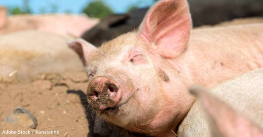 Pigs Can Play Video Games, and Other Interesting Facts About Swine