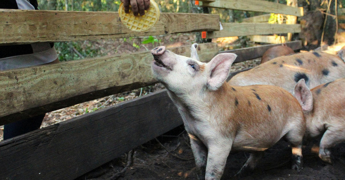 Two spotted pigs reach up toward a waffle being held over a wooden fence.