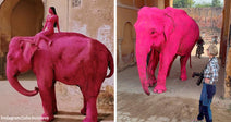 Split image showing a woman seated on a bright pink elephant on one side and the same elephant walking past a photographer on the other.